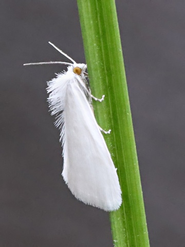 White Rush Moth (Tipanaea patulella)